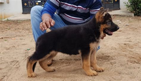 Most of puppies are kci registered. German Shepherd Puppies For Sale In Coimbatore
