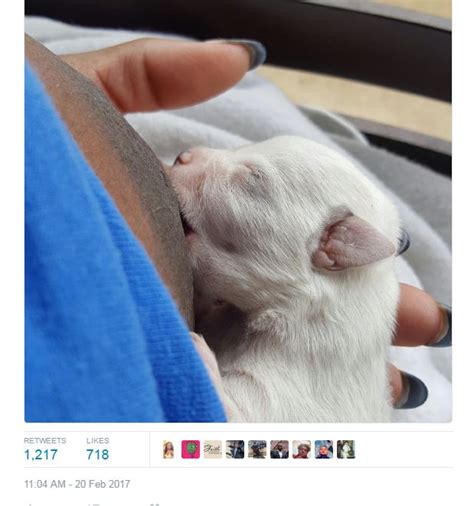 Mama cat raising abandoned chihuahua puppies. Checkout Photo of a Lady Breastfeeding a Puppy that has Gone Viral - AdeLove.com|Best Nigerian Blog