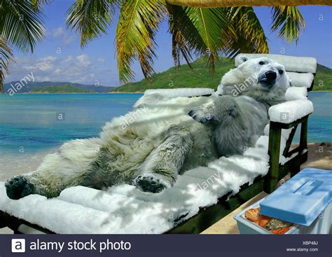 L'ours polaire agite sa patte. Bear On Beach Chair Photos & Bear On Beach Chair Images ...