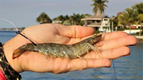 Using shrimp for catfish bait is one of the best methods. Florida Inshore Fishing with JUMBO Live Shrimp! - YouTube