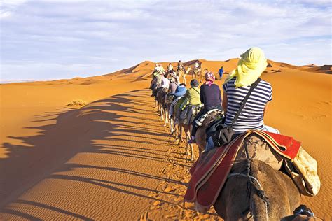 Camels water before a short trek across a sand sea. Camel Caravan Going Through The Sand Dunes In The Sahara ...