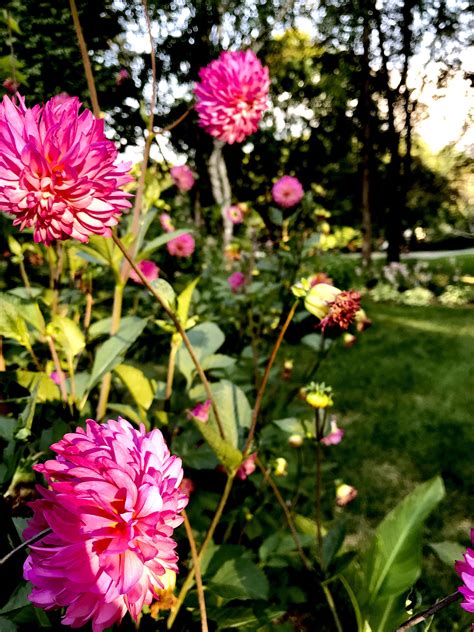 You need to know this to choose the best plants for your area and also the correct sowing time. I can't remember what these flowers are called, but I love ...
