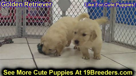 Rescue of ne florida, inc. Golden Retriever, Puppies, Dogs, For Sale, In Jacksonville ...