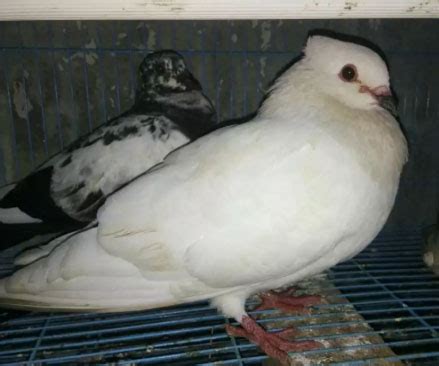 Milet putih kiloan merk vita ( white millet ) pakan makanan lovebird. Burung dara ekor hitam - Jual Beli Hewan Jadi Mudah