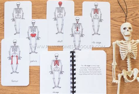 Montessori inspired human skeleton activity for preschoolers #preschool #kindergarten #homeschool #humanbody #kidsactivities. Learning The Human Skeleton for Preschoolers | Human body ...