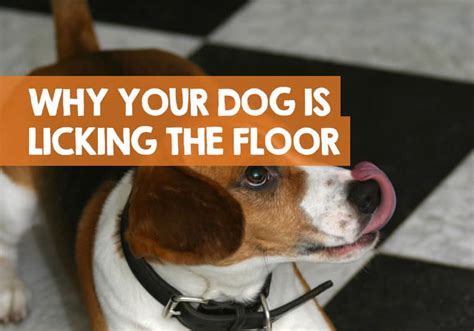 Why dos our dog sometimes start frantically walking and licking the wood floor, and the carpet in a panic and if turned outside eats grass in same frantic fashion untill he finally throws up when there is no known throat obstruction. Why Does My Dog Lick the Floor? (Suddenly or Constant Habit)