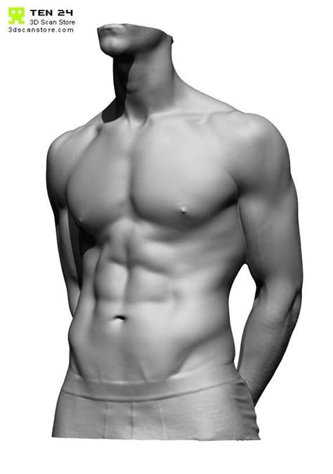 Orientation and landmarks to memorize. Ten24 torso scan (With images) | Male torso, Male torso ...