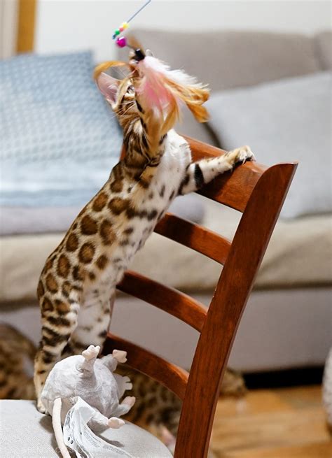 Savannah cat breed kittens are available all yearlong. Buy Savannah Cat Australia - Animal Friends