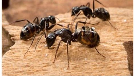 Salt is not a great remedy for killing ants, though it may kill a few ants. Salt For Ants: Does Salt Kill Ants?