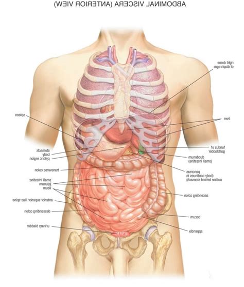 There is usually a feeling of a stabbing pain in the upper back just below the ribs. Human Anatomy Rear View - koibana.info | Human body organs ...