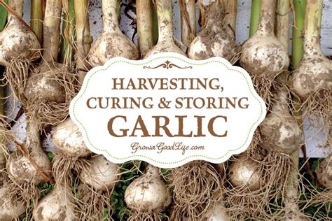 The divisions of the barn which are separated by the floor, or situated between it and the ends, are called the bays. Harvesting, Curing, and Storing Garlic