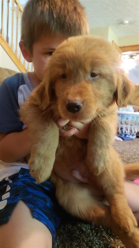 Get a boxer, husky, german shepherd, pug, and more on beautiful pure bread golden retriever puppies!! Golden Retriever Puppies For Sale | Emlenton, PA #308860