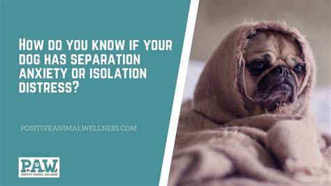 We'll cover everything you need to know about lymphoma in dogs throughout the sections below. How Do You Know if Your Dog has Separation Anxiety or ...