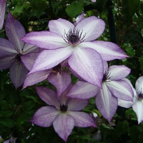 Für diese sorte ist ein winterschutz auf jeden. Клематис Утопия. (Clematis Utopia) ІІІ группа В КОНТЕЙНЕРЕ ...