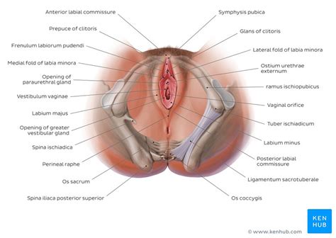 Die inneren geschlechtsorgane der frau bestehen aus. Weibliche Geschlechtsorgane - Anatomie, Organe & Funktion ...