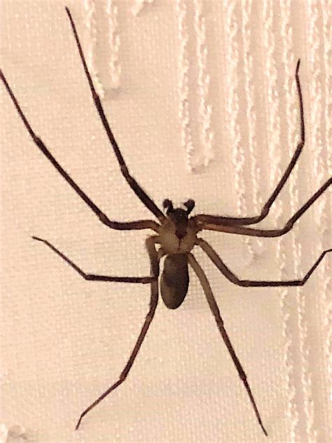 Brown Recluse? : whatsthisbug