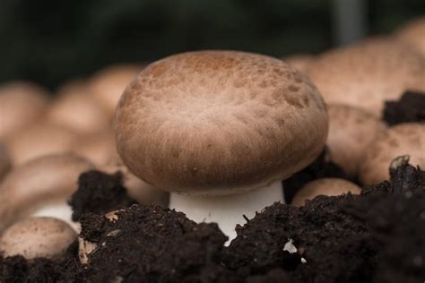 We did not find results for: How To Grow Portobello Mushrooms In 2020 - A Nest With A Yard