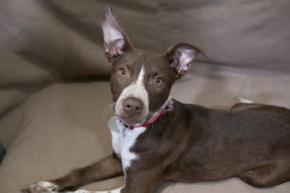 The uk breed record holder 15 uk champion title holders 3. Meet Leia, a ridiculously adorable 3-month-old Australian ...