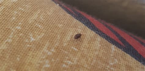 Kleine tiere im bett exotisch kleine schwarze käfer in meinem bett? Was sind das für käfer hinterm bett ? (Wohnung, Haus, wohnen)