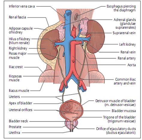 Sistem perkemihan atau biasa disebut urinary system adalah sistem organ yang memproduksi, menyimpan dan mengalirkan urin. SEKEDAR INGIN BERBAGI