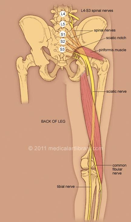 What makes it worse is that a lot of office workers end up with. Get a leg up on sciatica with nerve gliding exercises ...