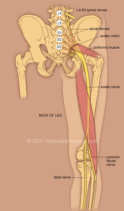 Do you let your feet reach the floor? Get a leg up on sciatica with nerve gliding exercises ...