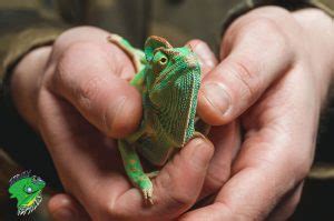 Cheap Reptiles For Sale | Buy Live Reptiles Online ...