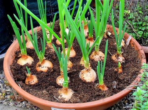 There's no control and it persists in the soil for up to 15 years, so. How To Grow Onions In Pots