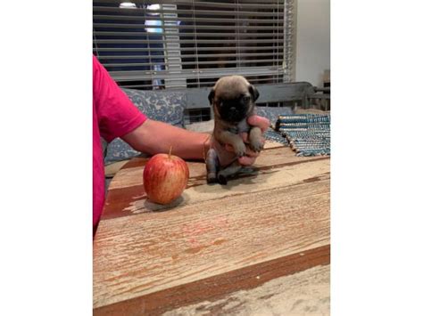 Pugs are truly one of a kind! One female Pug puppy to re-home in Dallas, Texas - Puppies for Sale Near Me