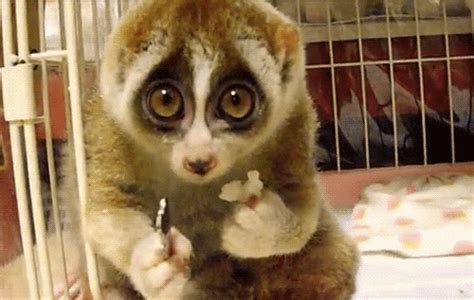 Slow lorises taken from the wild for the pet trade have their teeth pulled out to prevent them from biting — a job done with random tools and no protection from pain or infection. How Every Parent Sees Their Children