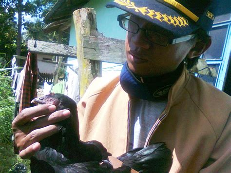 Penyakit mozaik yang menyerang daun tanaman tembakau disebabkan oleh virus. Penyakit Yang Disebabkan Oleh Virus Pada Unggas Adalah ...