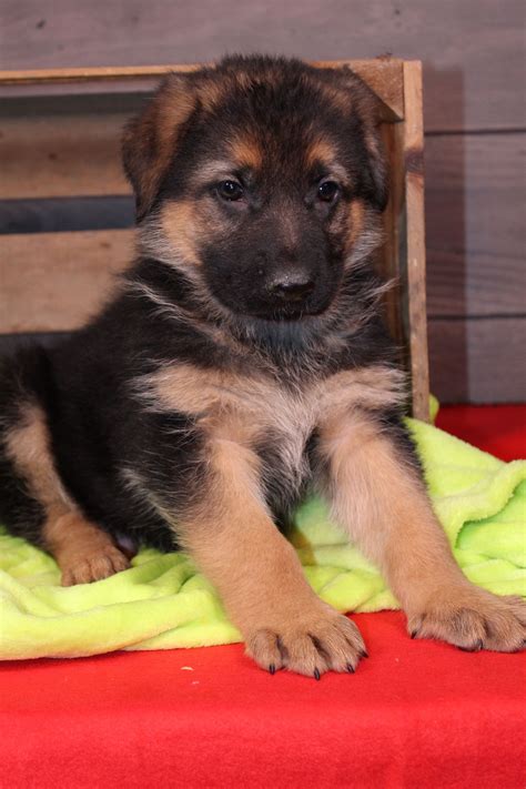 Ukpets found the following german shepherd for sale in the uk. Find German Shepherd Puppies For Sale Near Me