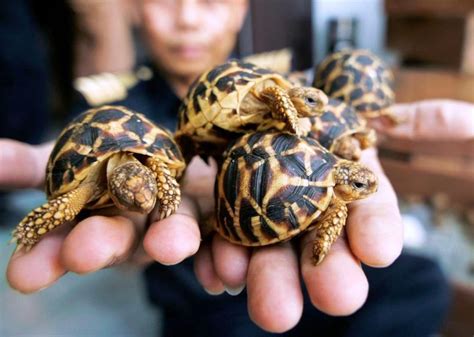 Buying malaysia stocks as a malaysian investor. Indian Turtle Smugglers are nabbed in Malaysia - Clean ...