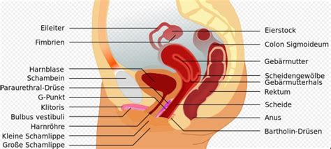 Hierzu gehören die vagina (scheide), die gebärmutter, die beiden eileiter und die beiden eierstöcke. Weibliche Geschlechtsorgane - DocCheck InSite