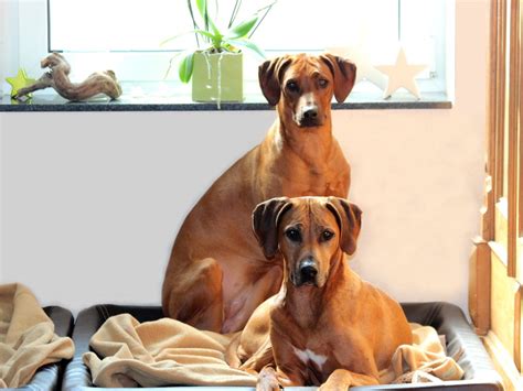 Gratis versand durch amazon schon ab einem bestellwert von 29€. Bei uns zuhause ... African Roots Ridgebacks