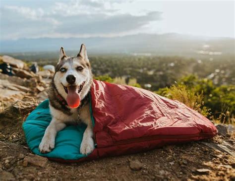 Side sleepers are usually very. Where To Get Your Dog A Sleeping Bag in Australia - Dogs ...