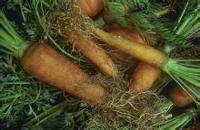 The only beet is richer in sugar. Carrot (Daucus carota)-Nematode, Root-knot | Pacific ...