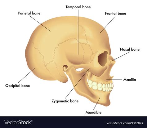 Lateral skull anatomy (page 1). Basic skull anatomy Royalty Free Vector Image - VectorStock