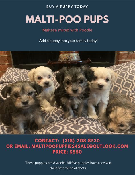 We hope you will find the cutest and adorable puppy here that makes you happy for life. Maltipoo Puppies For Sale FOR SALE ADOPTION from Shreveport Louisiana Caddo @ Adpost.com ...