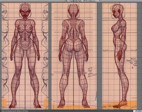 Anatomy of female muscular system back view drawing edv700014h. female body reference sheet - Google Search | Topology ...