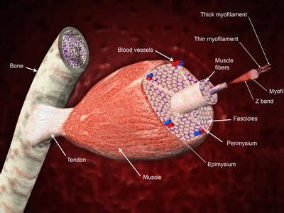 The theory of a correlation between bone loss and estrogen deficiency is purely hypothetical, because there are postmenopausal women who don't have osteoporosis and there are women who have osteoporosis before they enter. Cross Section of a Skeletal Muscle Attached to a Bone, Labeled Photographic Print by Carol ...