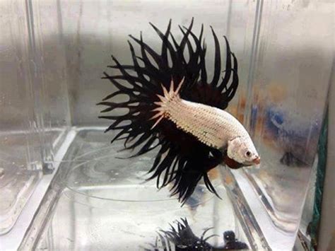 Nemo, black dragon, red dragon, fancy, kandy/candy, avenger, etc different types and different. White Dragon King Crown Betta - one of the coolest fish ...