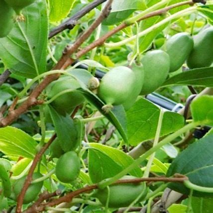 Not as vigorous as most arguta types, but similar in most respects. Issaï Self-Pollinating Kiwi | Fruit bushes, Green fruit ...