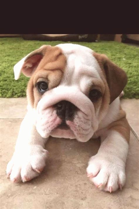 He is trained to go on puppy pads. Bulldog Bulldog Bulldog puppies Bulldog wallpaper in 2020 ...