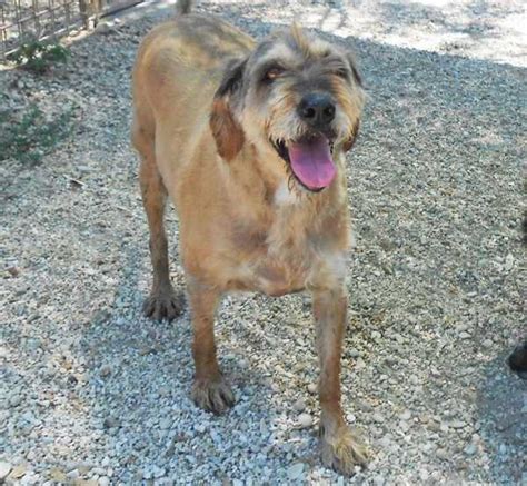Pulci dei cani: rimedi naturali - Idee Green