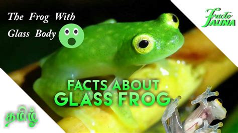 These animals, which are active at night, inhabit vegetation along streams. Unknown Facts About Glass Frog _ Facts In Tamil _ Facto ...
