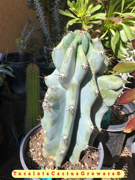 Cereus peruvianus, cereus cereus cacti encompass more than 30 species of plants in the family cactaceae. Pin on B7 | Cactus and succulent plants