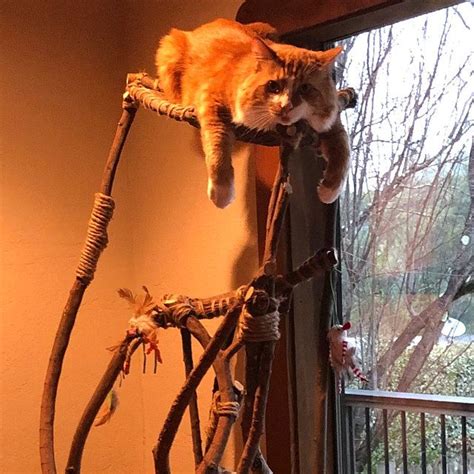 We did not find results for: Natural Handmade Cat Tree in 2020 (With images) | Cat ...