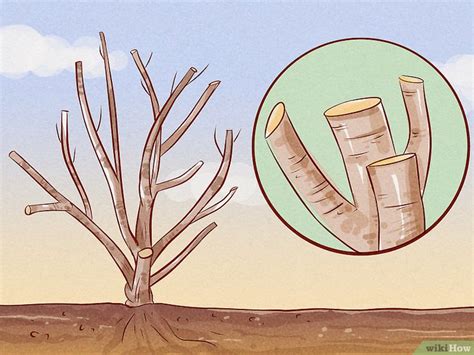 Net zoals voor iedere boom en struik geldt dat snoeien een belangrijk onderdeel is van de verzorging. Weigela snoeien: 11 stappen (met afbeeldingen) - wikiHow