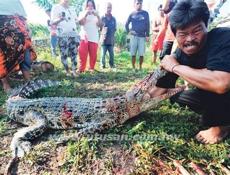 Croc legend bujang senang is crocodile species crocodylus porosus and measuring 20 feet long and has a white stripe on his back. Here's the story behind Bujang Senang, a crocodile that ...